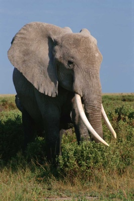 Tablou Canvas Elefant - Img 2