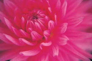 Tablou Canvas Floare Detaliu - Img 2