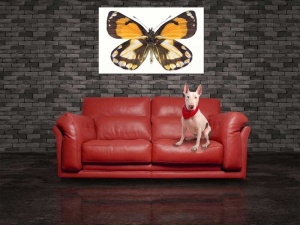 Tablou Canvas Fluturas - Img 1
