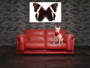 Tablou Canvas Fluturas - Img 1