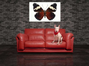 Tablou Canvas Fluturas - Img 1