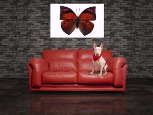 Tablou Canvas Fluturas - Img 1
