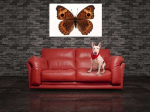 Tablou Canvas Fluturas - Img 1