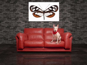 Tablou Canvas Fluturas - Img 1