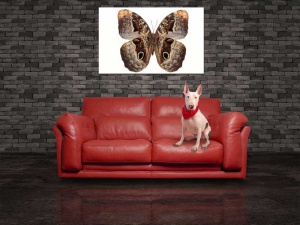 Tablou Canvas Fluturas - Img 1