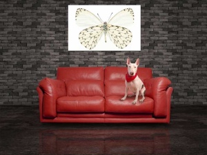 Tablou Canvas Fluturas - Img 1