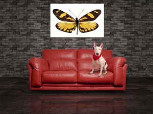 Tablou Canvas Fluturas - Img 1