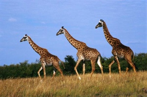 Tablou Canvas Girafe - Img 2