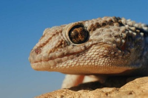 Tablou Canvas Iguana - Img 2