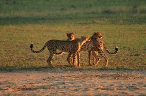 Tablou Canvas Leoparzi - Img 2