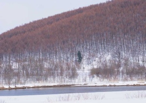 Tablou Canvas Padure iarna - Img 2