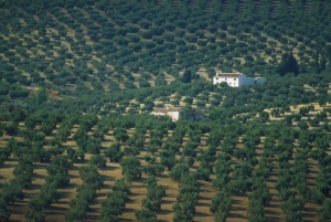 Tablou Canvas Panorama - Img 2