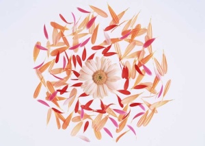 Tablou Canvas Petale de Floare - Img 2