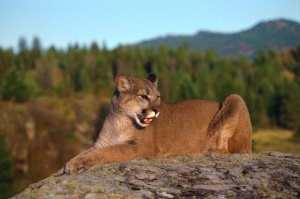 Tablou Canvas Puma - Img 2