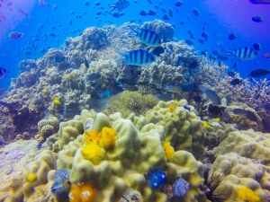 Tablou Canvas ri underwater - lumea acvatica - Img 2