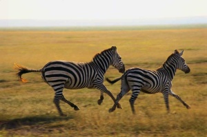 Tablou Canvas Zebre Alergand - Img 2