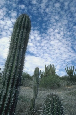 Tablou Cactus - Img 2