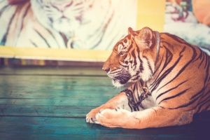 Tablou Canvas animale atentie, tigru - Img 2
