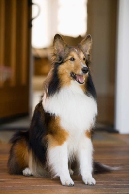 Tablou Canvas Caine Collie - Img 2
