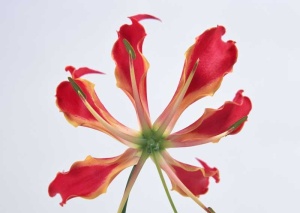 Tablou Canvas Floare - Img 2