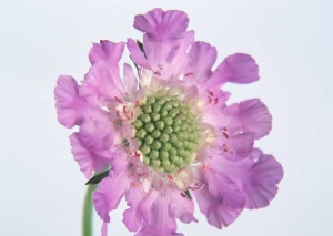 Tablou Canvas Floare - Img 2