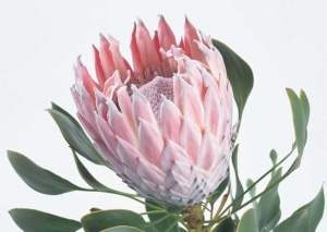 Tablou Canvas Floare - Img 2