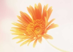 Tablou Canvas Floare - Img 2