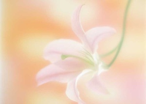 Tablou Canvas Floare - Img 2