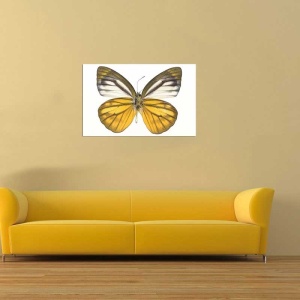 Tablou Canvas Fluturas - Img 1