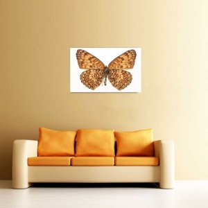 Tablou Canvas Fluturas - Img 1