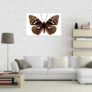 Tablou Canvas Fluturas - Img 1