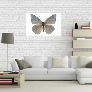 Tablou Canvas Fluturas - Img 1