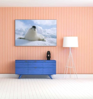 Tablou Canvas Foca Polara - Img 1