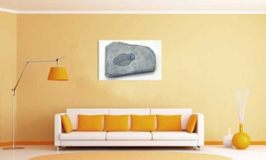 Tablou Canvas Fosila - Img 1