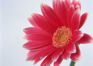Tablou Canvas gerbera - Img 2