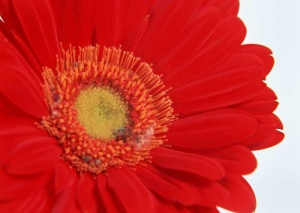 Tablou Canvas gerbera - Img 2