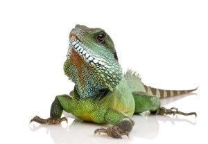 Tablou Canvas Iguana - Img 2