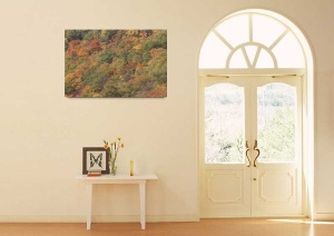 Tablou Canvas Padure - Img 1