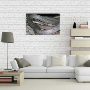 Tablou Canvas Sarpe