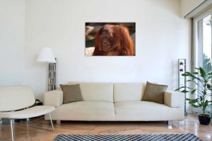 Tablou Canvas Urangutan - Img 1