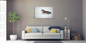 Tablou Canvas Vulpe in zapada - Img 1