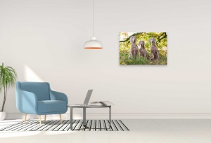 Tablou Canvas animale trei caini - Img 1