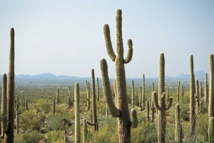 Tablou Canvas Cactusi - Img 2