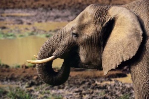 Tablou Canvas Elefant - Img 2