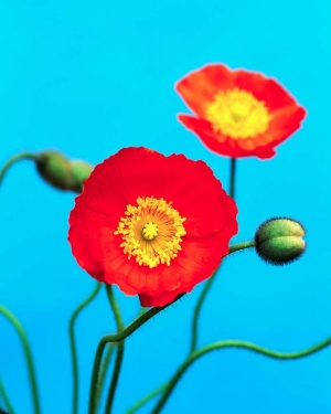 Tablou Canvas Floare rosie - Img 2