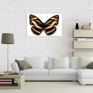 Tablou Canvas Fluturas - Img 1