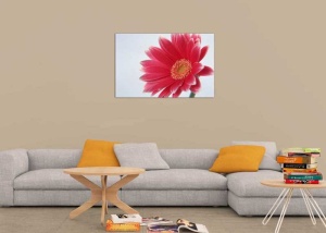 Tablou Canvas gerbera - Img 1