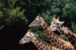 Tablou Canvas Girafe - Img 2