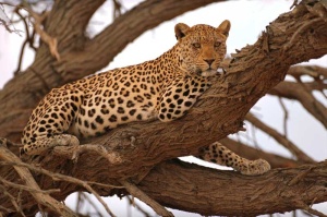 Tablou Canvas Leopard - Img 2