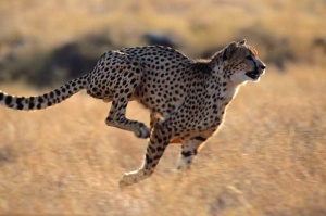 Tablou Canvas Leopard - Img 2